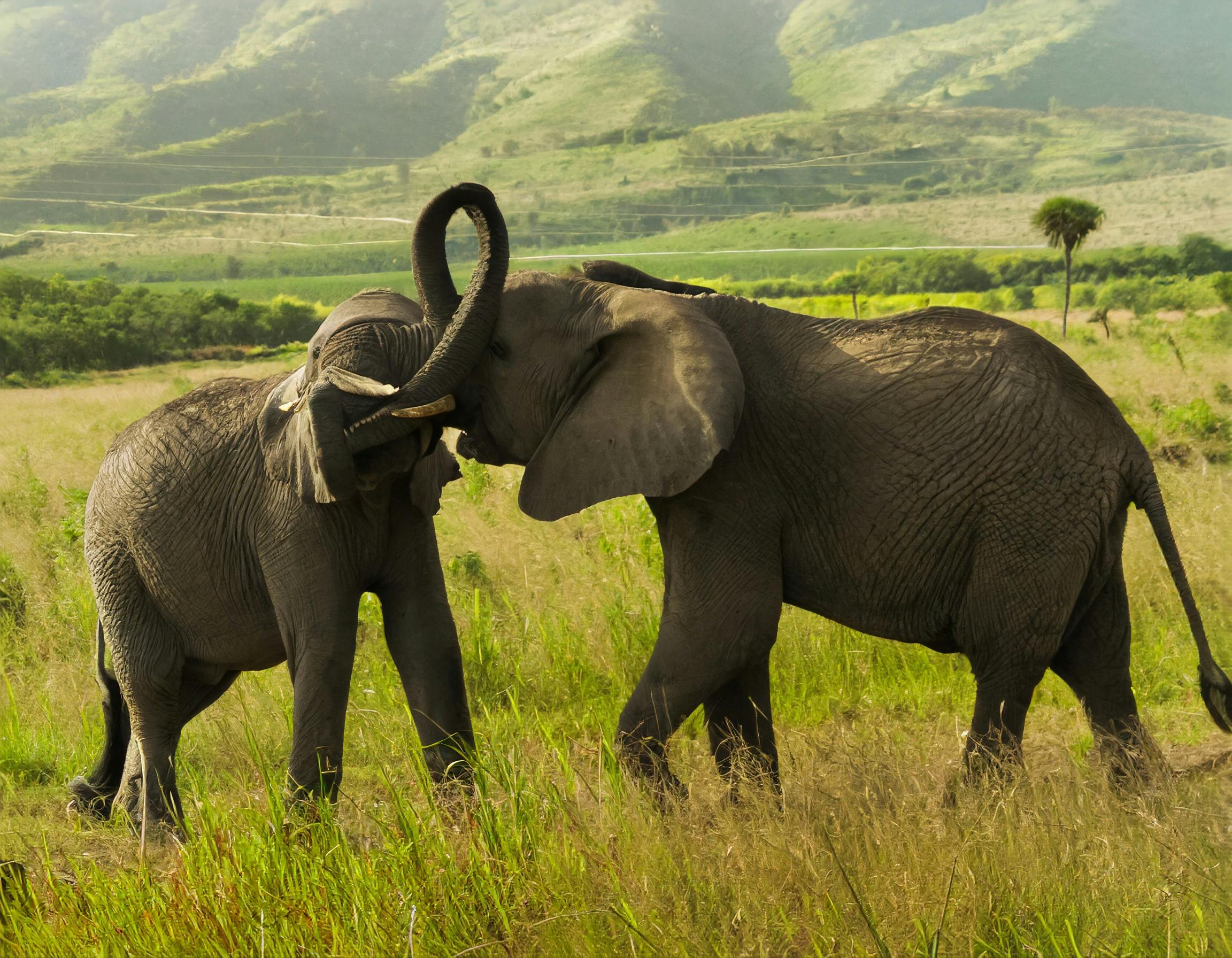Two male elephants in a face fight