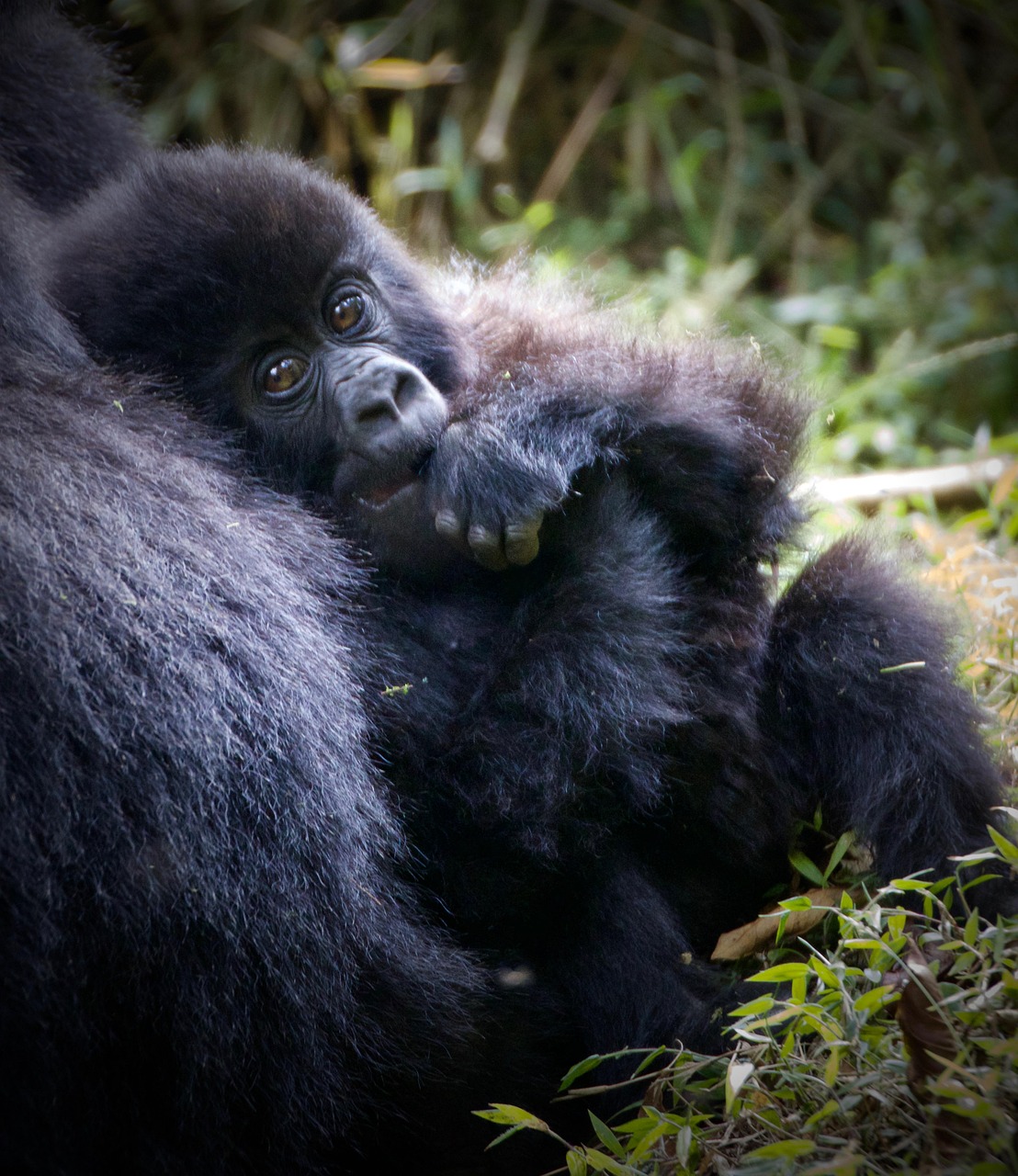 Chimpanzee Trekking in Nyungwe