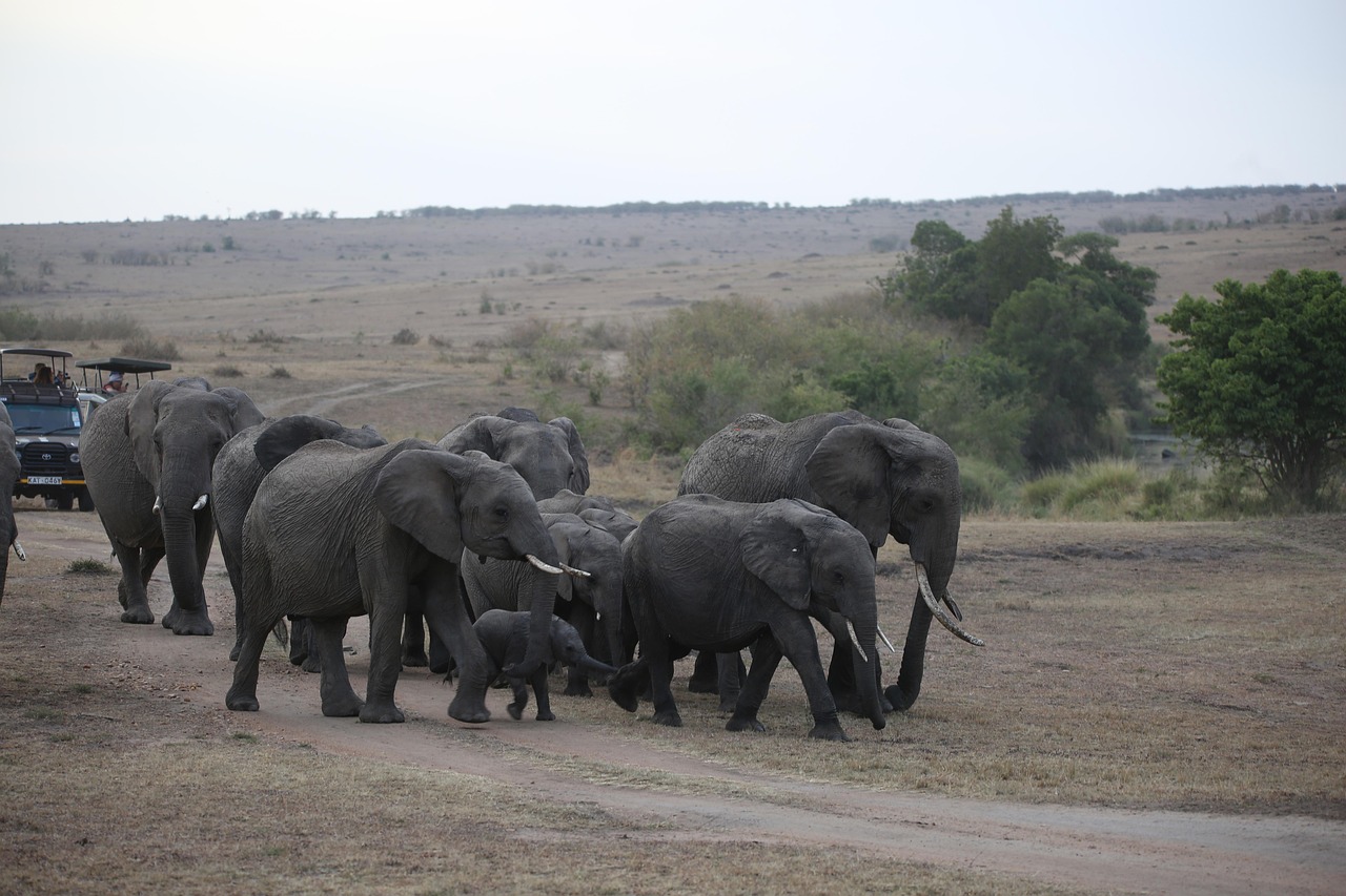 Amboseli National Park