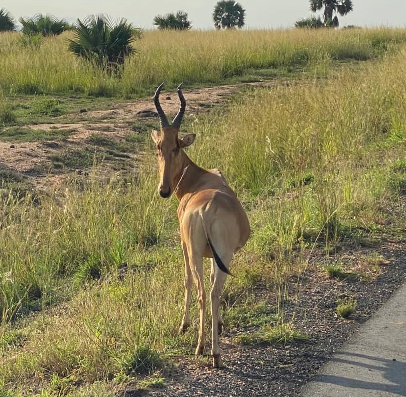 Kongoni deep in Murchison