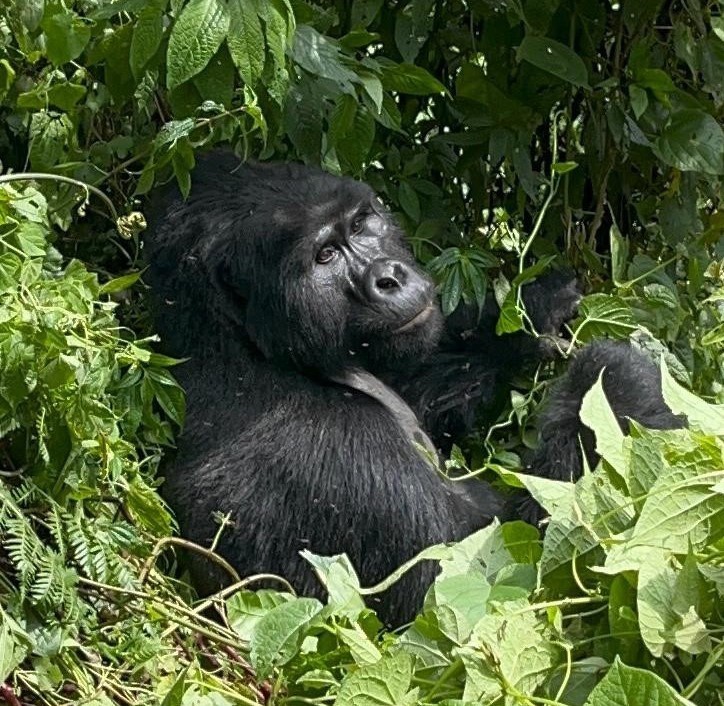  Gorilla-trekking bwindi Impenetrable Forest
