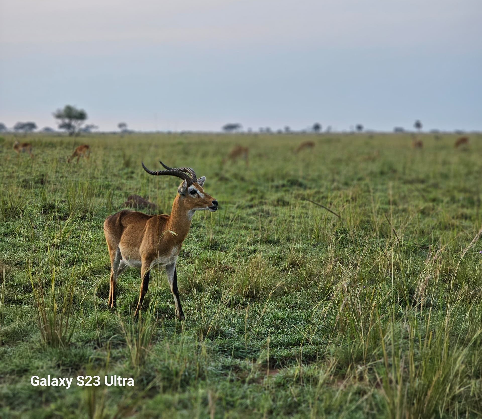 Also known as Kobus-Kob-Thomasi