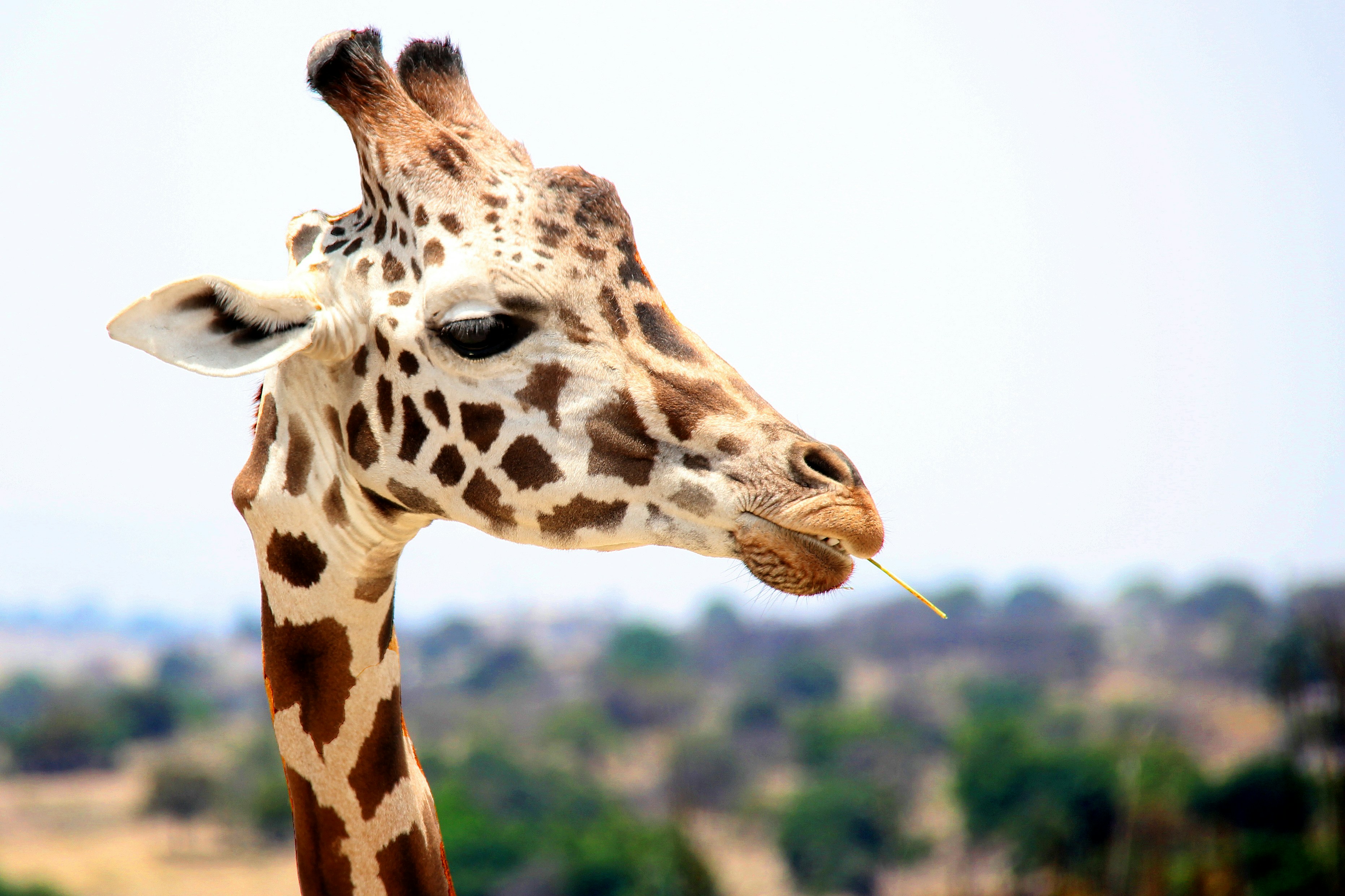 Only Giraffe's head and neck captured in this image.