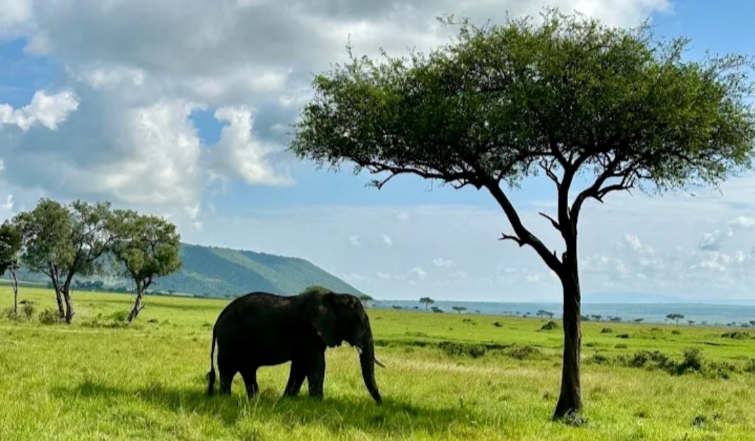 Luxury Classic Kenya Safari