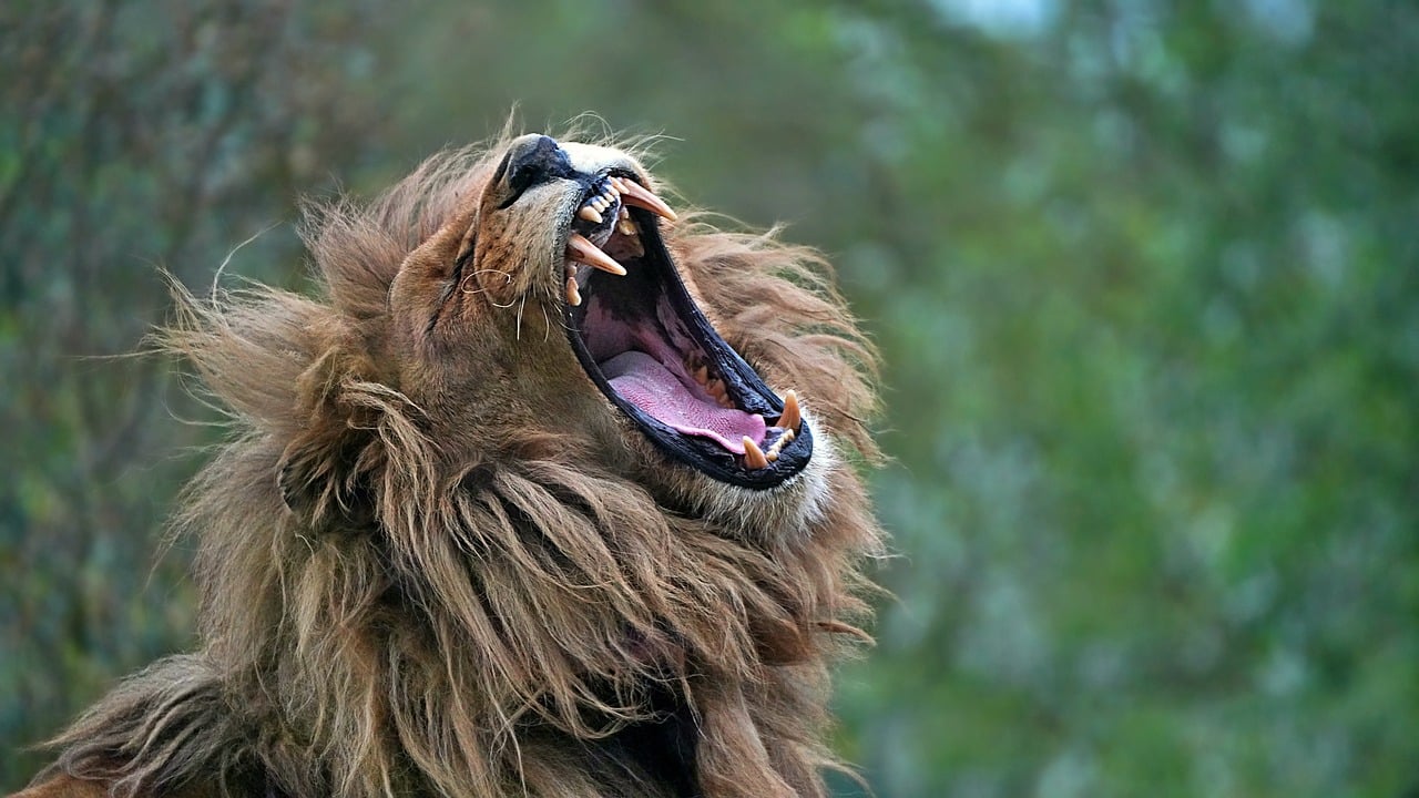 Maasai Mara Lions
