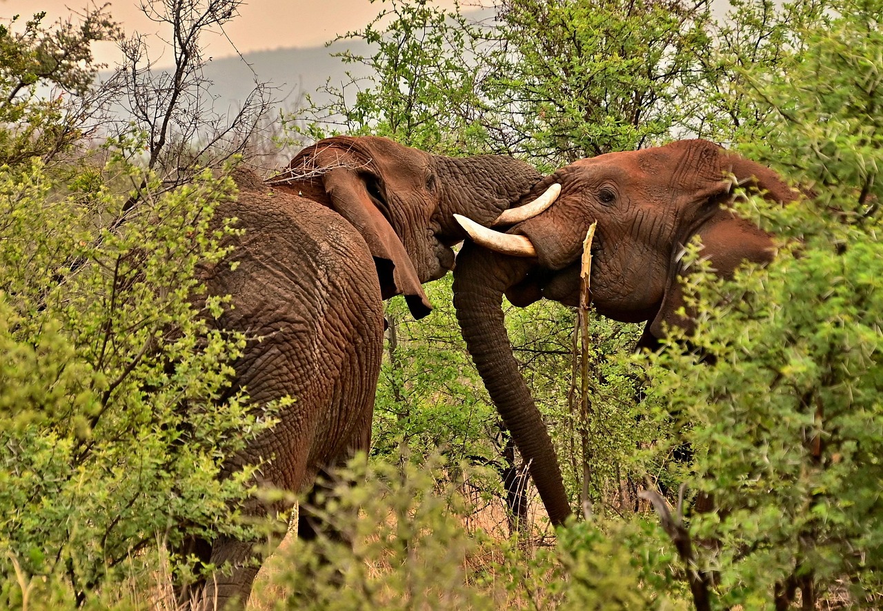 Elephants in Tarangire